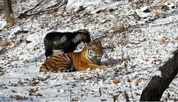 ஒன்றாய் திரியும் ஆடும் புலியும் ஒன்றாய் திரியும் ஆடும் புலியும்