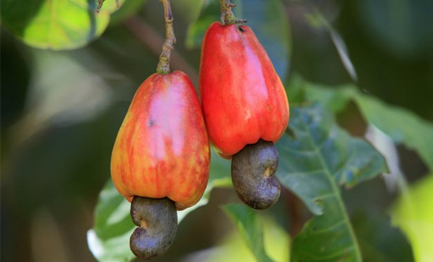 மரமுந்திரிகை இறக்குமதியை இடை நிறுத்த தீர்மானம்