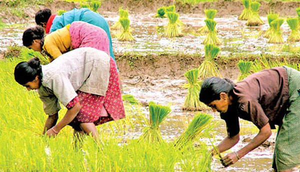 நெல்லை கொள்வனவு செய்வதற்கான வேலைத் திட்டத்தை ஆரம்பிக்க தீர்மானம்..
