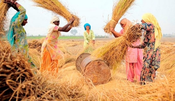 நெல் கொள்வனவுக்கான நடமாடும் சேவை அடுத்த வாரம் ஆரம்பம்… நெல் கொள்வனவுக்கான நடமாடும் சேவை அடுத்த வாரம் ஆரம்பம்…