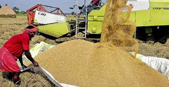நெல் கொள்வனவு – களஞ்சியப்படுத்தும் நடவடிக்கை நாளை(17) முதல்… நெல் கொள்வனவு – களஞ்சியப்படுத்தும் நடவடிக்கை நாளை(17) முதல்…