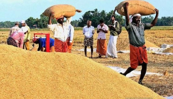 எதிர்வரும் 02 மாதங்களுக்குள் நெல்லை சந்தைப்படுத்தும் நடவடிக்கை ஆரம்பம் எதிர்வரும் 02 மாதங்களுக்குள் நெல்லை சந்தைப்படுத்தும் நடவடிக்கை ஆரம்பம்