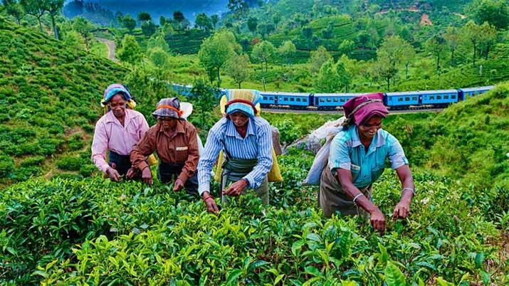2019ம் ஆண்டு சுற்றுலா செல்வதற்கான சிறந்த தீவாக, இலங்கை 2019ம் ஆண்டு சுற்றுலா செல்வதற்கான சிறந்த தீவாக, இலங்கை
