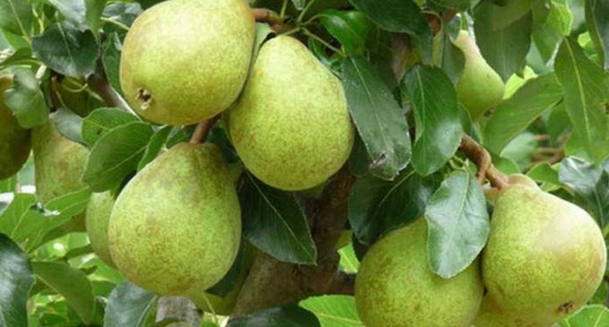 பேரிக்காய் (Pears) செய்கையை விஸ்தரிக்க நடவடிக்கை