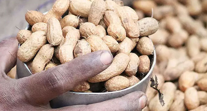 நிலக்கடலை மற்றும் சோள இறக்குமதிக்கு தடை