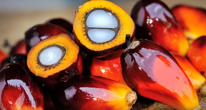 முள்ளுத்தேங்காய் பயிர்ச் செய்கை நிறுத்தம்