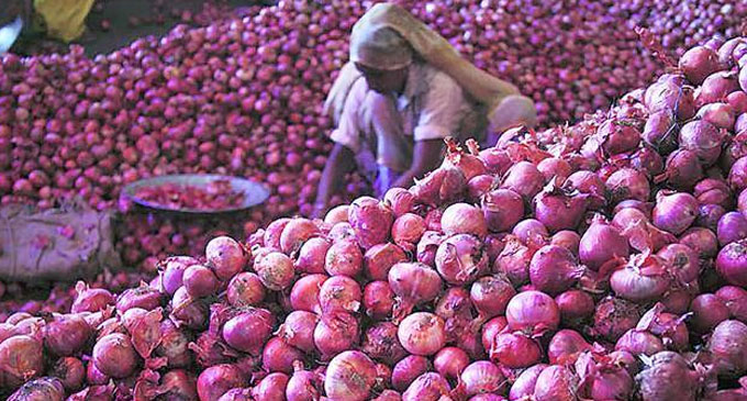 வெங்காய பயிர்ச் செய்கையில் நோய் தொற்று