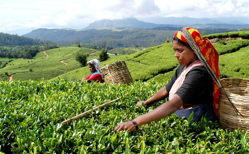 ஈரானிடம் இருந்து பெறப்படும் எண்ணெய்க்கு பதிலாக இலங்கை தேயிலை வழங்க ஒப்பந்தம்..!