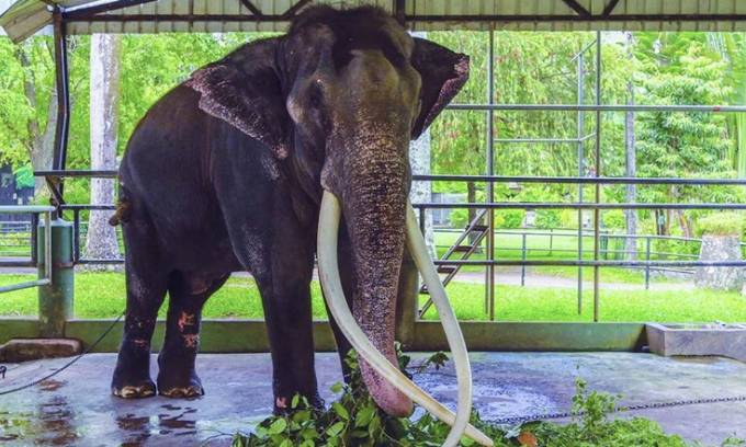 முத்துராஜா சம்பவத்தினால் இலங்கைக்கு பெரும் அபகீர்த்தி..!