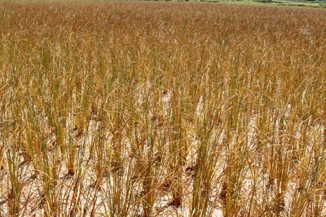 நாட்டில் 46,904 ஏக்கர் நெற்பயிர்ச்செய்கை அழிவு..!