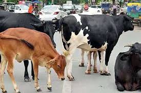 பசு மாடு திருடினால் ஒரு மில்லியன் ரூபா அபராதம், ஒரு வருடம் கடூழிய சிறை..! பசு மாடு திருடினால் ஒரு மில்லியன் ரூபா அபராதம், ஒரு வருடம் கடூழிய சிறை..!