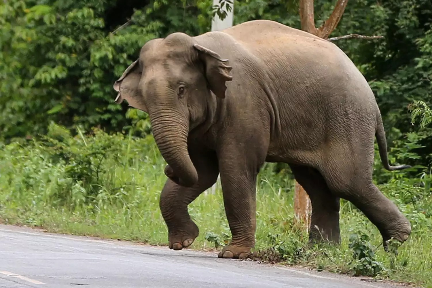 சம்மாந்துறையில் காட்டு யானை தாக்குதலுக்கு இலக்காகி பெண் ஒருவர் பலி…!