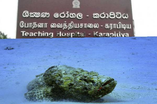 விஷ பாறை மீன்; கடலுக்கு செல்பவர்களுக்கான எச்சரிக்கை..! விஷ பாறை மீன்; கடலுக்கு செல்பவர்களுக்கான எச்சரிக்கை..!