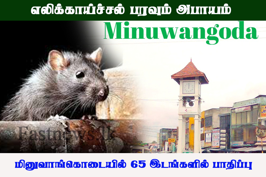 எலிக்காய்ச்சல் பரவும் அபாயம் – மினுவாங்கொடையில் 65 இடங்களில் பாதிப்பு..!