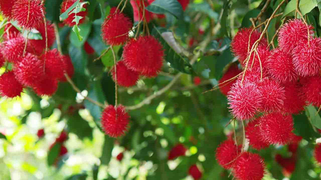 ரம்புட்டான் மரங்களுடன் தொடர்புடைய விபத்துக்கள் அதிகரிப்பு